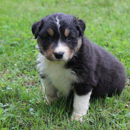 Dallas - Black tri-color male Australian Shepherd puppy in Kansas, Oklahoma from Windy G Farm
