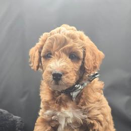 Luke - Red  male Goldendoodle puppy in Grovetown, Georgia from Snug-a-Doodles