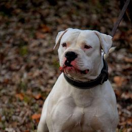 American Bulldogs and German Shepherds from Vom Oma Haus Kennels