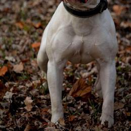 American Bulldogs and German Shepherds from Vom Oma Haus Kennels
