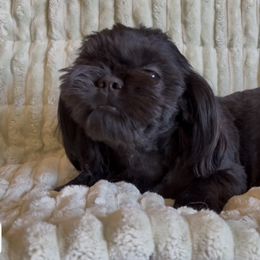 Michael - Black male Shih Tzu puppy in Redmond, Oregon from Jazzie Shih Tzu & English Toy Spaniels