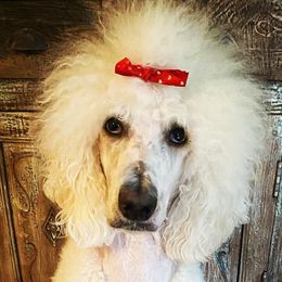 Bernedoodles and Poodles from My Tender Loving Paws