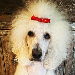 Bernedoodles and Poodles from My Tender Loving Paws
