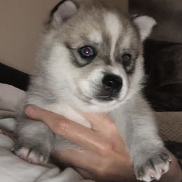 Girl 1 - Alaskan Klee Kai puppy from Angels Klee Kai