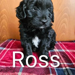 Ross - Black and white male Assorted Doodle Crosses puppy in Rainier, Oregon from Seven Petals Farm