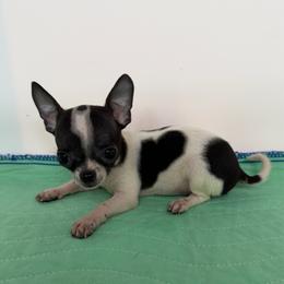 Cookie - Black and white female Chihuahua puppy in Palmyra, Indiana from Country Star Chihuahuas