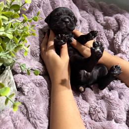 Tan collar girl - Black female Cane Corso puppy in St. Augustine, Florida from RG2 Cane Corsos