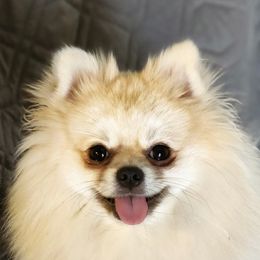 Cheyanne - Pomeranian