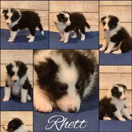 Shetland Sheepdog Puppies from Henotic Homestead