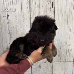 Trixie green - Black and red female German Shepherd puppy in Herrick, South Dakota from Dakota Shepherds Kennels