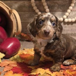 Maple - Dapple female Dachshund puppy in Romney, Indiana from Brown's Valley Dachshunds