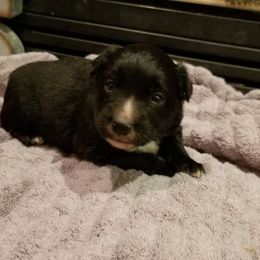 Australian Shepherd Puppies from Ash Ranch Aussies