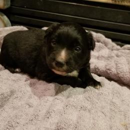 Australian Shepherd Puppies from Ash Ranch Aussies