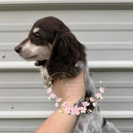 Ruger - Dachshund