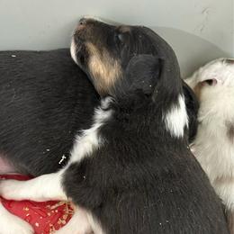 Teal - Black white and tan female Shetland Sheepdog puppy in Fontanelle, Iowa from Jensen Farms Shelties