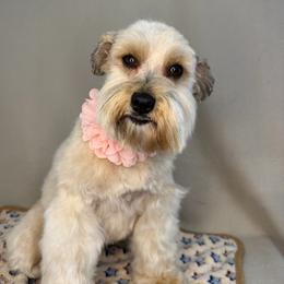 Emma - Miniature Schnauzer