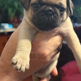 Red Collar - Fawn male Pug puppy in Salem, Oregon from Loda's Pugs