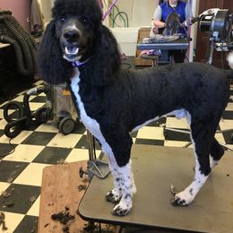 Pembroke Welsh Corgi and Poodle All Grown Up from Ivy League Poodles