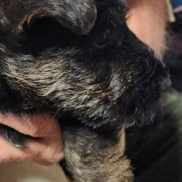 Scottish Terriers from Scottie Love