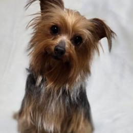Olive - Yorkshire Terrier
