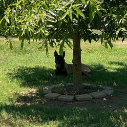 Belgian Malinois and German Shorthaired Pointer All Grown Up from Lapdog GSP