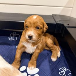 Oakley - Red  female Goldendoodle puppy in Anthem/Phoenix, Arizona from Ironwood Doodles