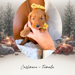Cashmere - Red  female Goldendoodle puppy in Canton, Georgia from Teddy Puppies