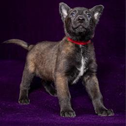 Red - Fawn sable male Belgian Malinois puppy in Ellerbe, North Carolina from Grand Prix Kennel