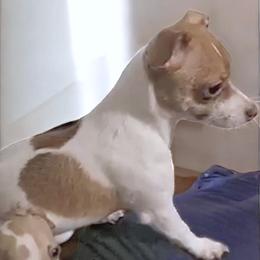 Pep - Chihuahua