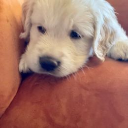 Golden Retriever Puppies from Robinsnest Goldens