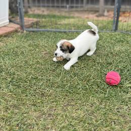 Russell Terrier Puppies from Roger's Russell Terriers