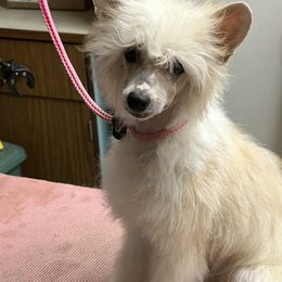 FatBoy - Slate Chinese Crested puppy in Sparks, Nevada from Nesheto Chinese Cresteds
