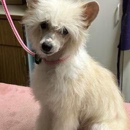 FatBoy - Slate Chinese Crested puppy in Sparks, Nevada from Nesheto Chinese Cresteds