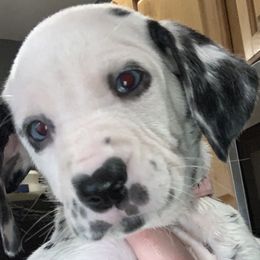 Light pink collar girl- 2 blue eyes - White and black Dalmatian puppy in Waterloo, Iowa from Daisy's Dalmatians