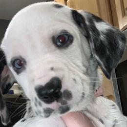 Light pink collar girl- 2 blue eyes - White and black Dalmatian puppy in Waterloo, Iowa from Daisy's Dalmatians