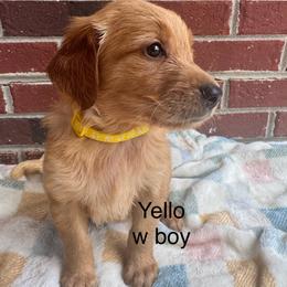 Yellow collar boy - Golden male Golden Retriever puppy in Buchanan, Georgia from Morgan’s Heart of Gold Retrievers