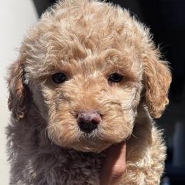 Opal - Apricot female Goldendoodle puppy in Philadelphia, Pennsylvania from Jah’s Retrievers