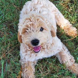Australian Labradoodles from Belleauwood Labradoodles