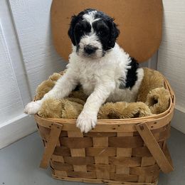 Aussiedoodle Puppies from Deason Doodles