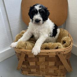 Aussiedoodle Puppies from Deason Doodles