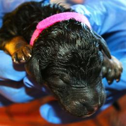 Adina - Sable female Poodle puppy in Crewe, Virginia from Whispering Woods Farms LLC
