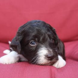 Aussiedoodle Puppies from DuWoof