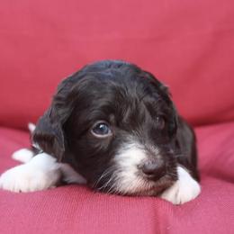 Aussiedoodle Puppies from DuWoof