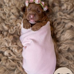 Australian Labradoodle Puppies from Swinging Gate Labradoodles