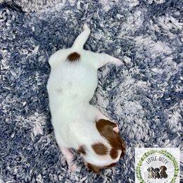 Chocolate and tan Piebald - Piebald female Dachshund puppy in Tecumseh, Oklahoma from Little Bitty Dachshunds