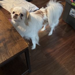 Japanese Chin puppies from Cherishing Chins