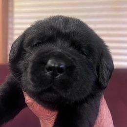5th pick Black Male - Black male Labrador Retriever puppy in Louisiana from Fetchmoore’s Labrador Retrievers