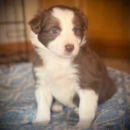 Pog - White and red female Border Collie puppy in North Lakeport, California from Wild Rose Ranch