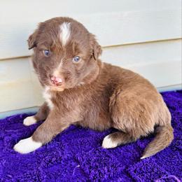 Ginger - Red & white female Australian Shepherd puppy in Charlotte, North Carolina from Awesome Aussies