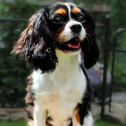 Grace - Cavalier King Charles Spaniel